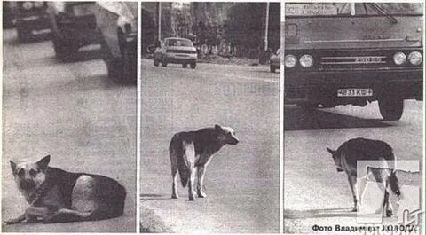 Костя верный