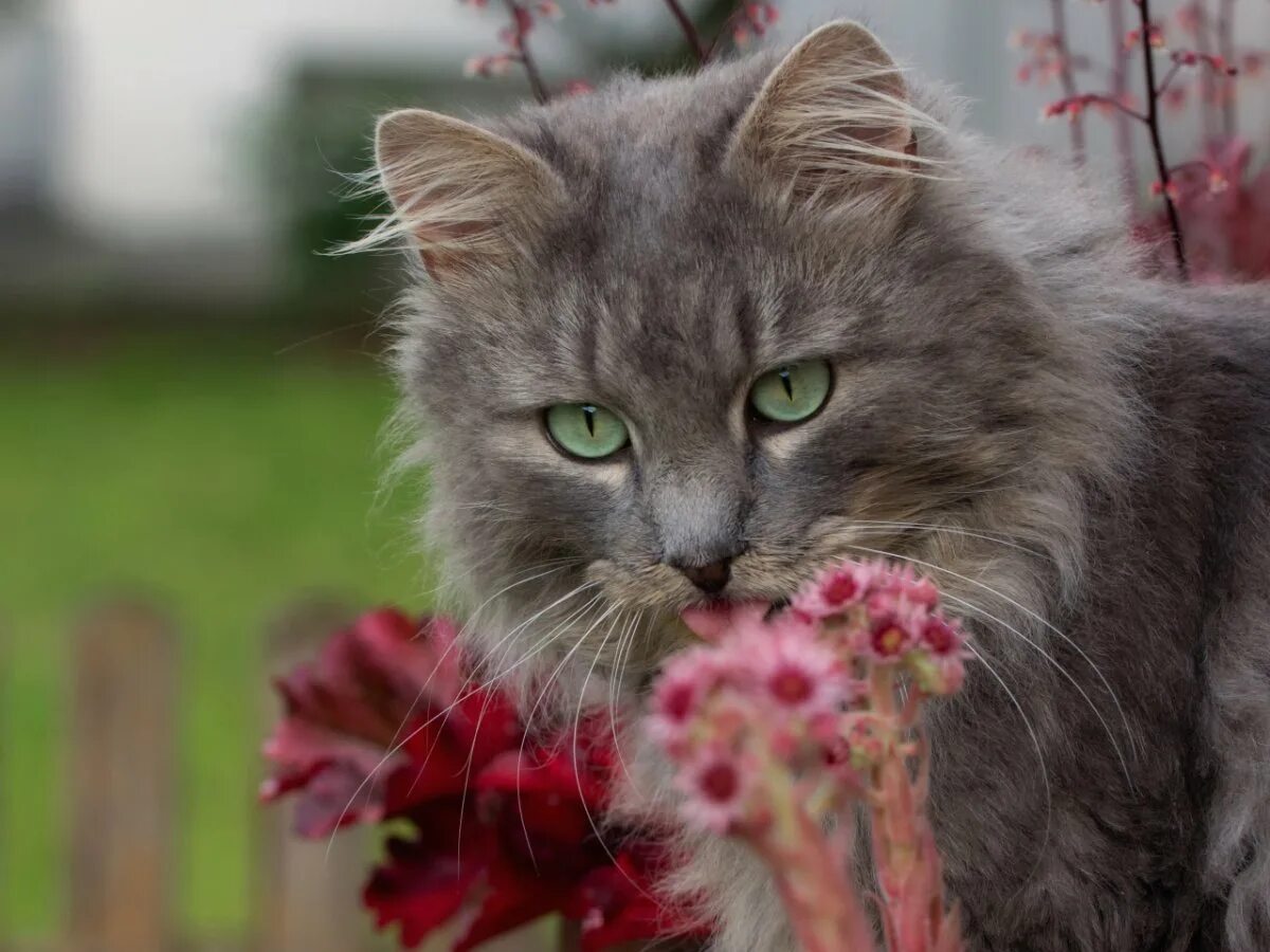 Орхидея кошка. Котенок с цветами. Котик с цветочком. Цветы и животные. Котик с цветами.