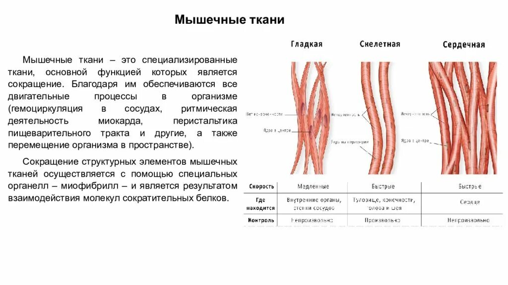 Скелетная сердечная и гладкая мышечная ткань. Функции скелетной сердечной и гладкой мышечной ткани. Гладкая мышечная ткань и Скелетная мышечная. Основные функциональные аппараты мышечной ткани.