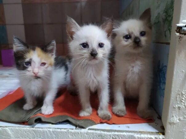 Котенки воронеж. Воронеж котенок. Котята нижний тагил. Котята на авито в воронеже. Котенки воронеж.