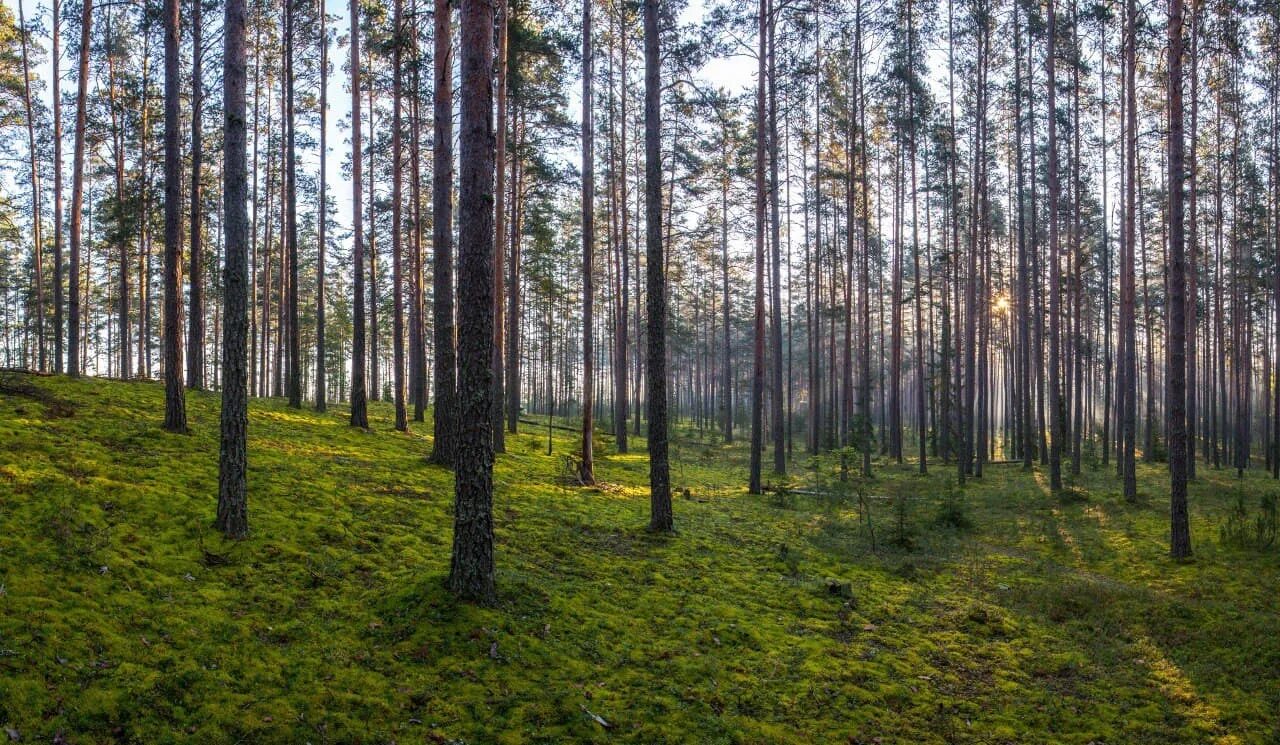 Лес гражданину рф. Леса в Лужском районе Ленинградской области. Шалово Луга Сосновый лес, Бор. Шалово Лужский район дол изумруд. Сосновый лес в Ленинградской области Лужский район е.