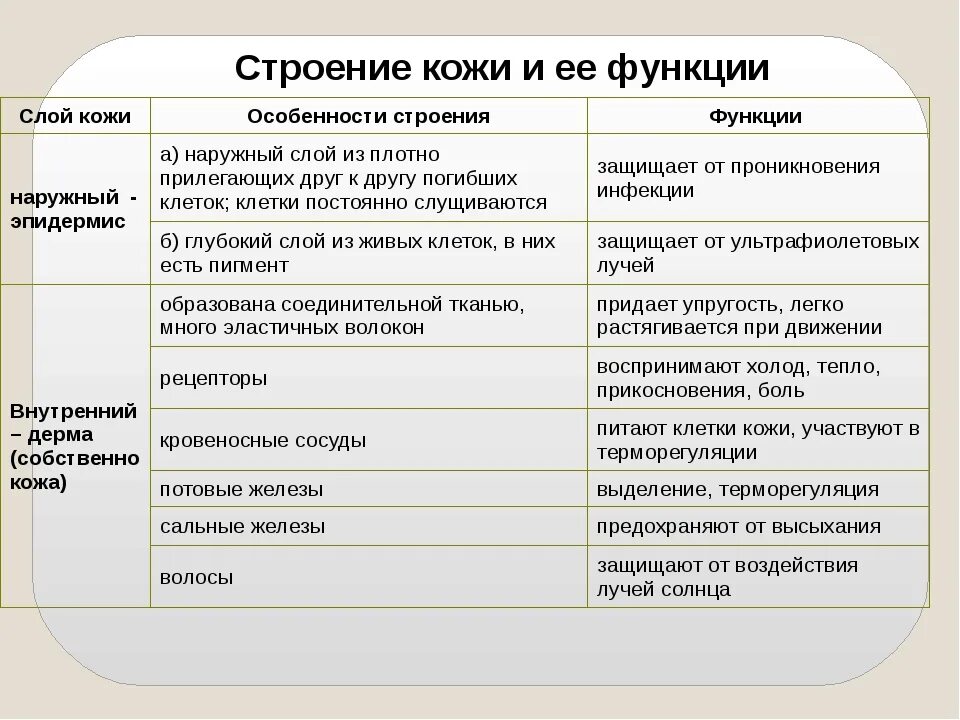 Особенности строения кожи. Строение и функции кожи. Строение кожи таблица. Строение и функции кожи таблица. Функция железы кожи человека