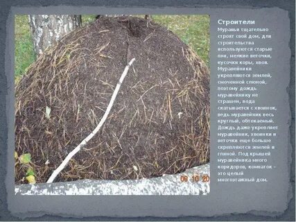 Найдите ситуацию которая иллюстрирует деятельность муравьи строят