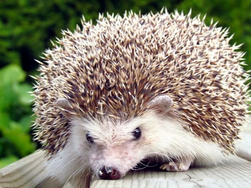 Удивленный ежик. Индокитайский еж. Эти славные ежи. Ежиха с ежатами. Обыкновенный (среднерусский) ёж.