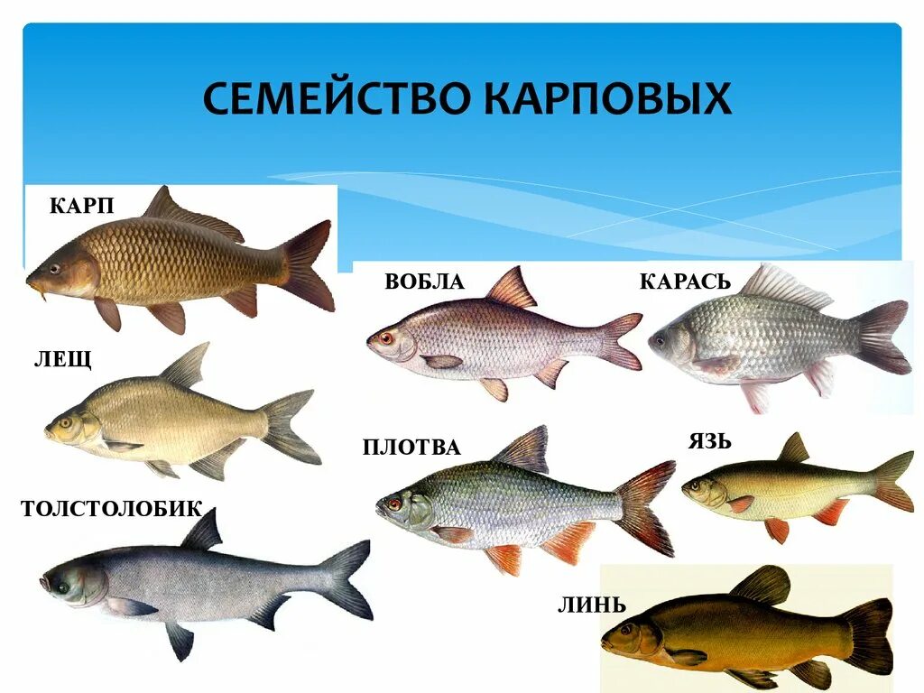 Рыба различие. Рыба язь, лещ, Линь,. Карповые семейство рыб. Карповые рыбы список. Речная рыба семейства карповых.