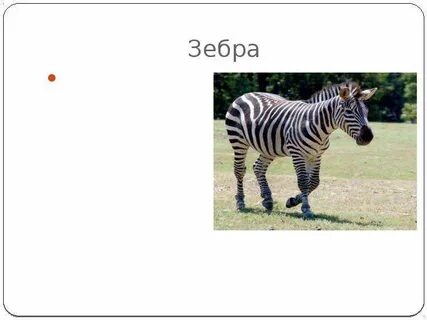 Туловище млекопитающих приподнято над землей