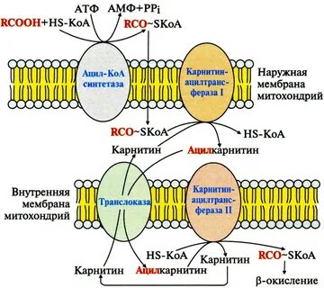 Синтез атф на мембране