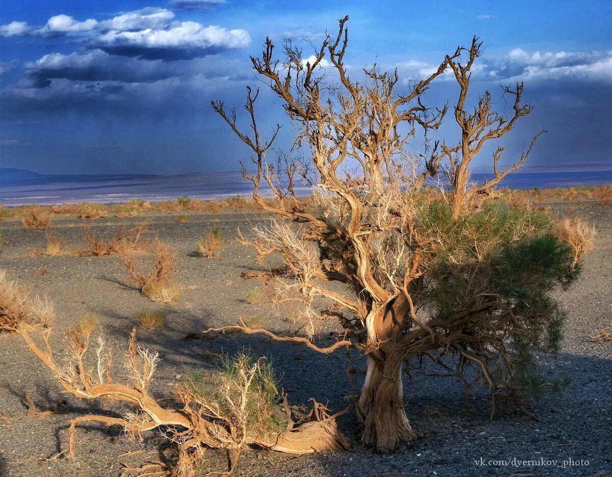 Деревья пустыни и полупустыни. Саксаул растение пустыни. Деревья пустыни и полупустыни. Деревья пустыни и полупустыни. Дерево джошуа.
