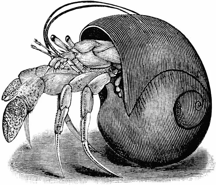 Как выглядит рак отшельник рисунок MosCorals Рак-отшельник синеногий/Calcinus elegans