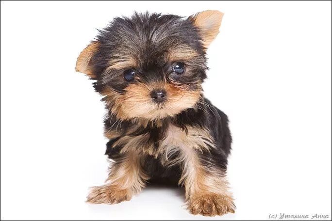 йоркширский терьер с флагом великобритании. йоркширский терьер киров. йоркширский терьер киров. йоркширский терьер до 2 кг. щенки йорка и чихуахуа.