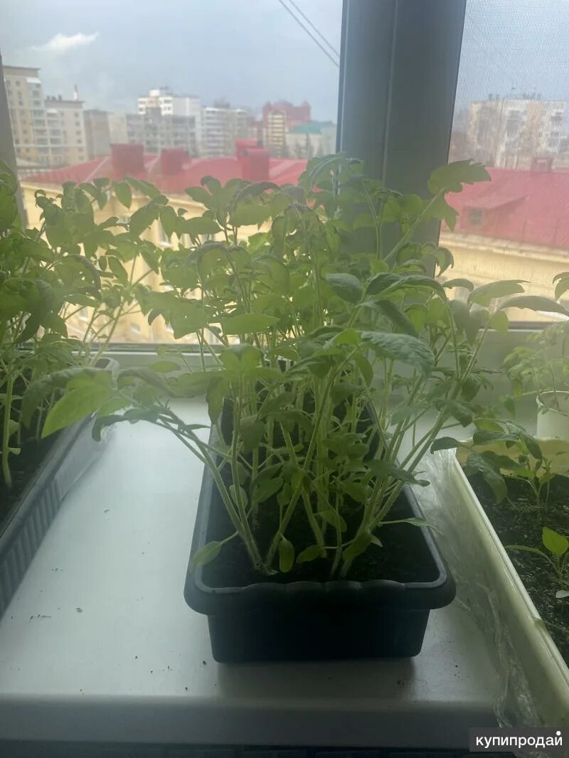 Объявление о продаже саженцев клубники. Авито уфа рассада. Выкапыватель саженцев клубники. Карписонова сад в тени. Авито уфа рассада.