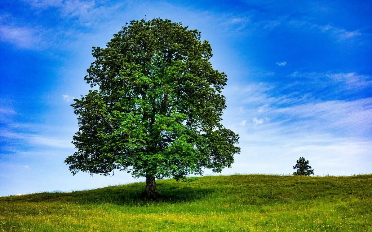 Покажи красивое дерево. Красивое дерево. Одинокое дерево на Холме. Дерево зеленое. Красивое зеленое дерево.