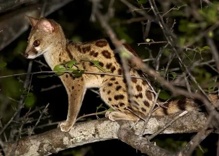 Африканский кошачий хищник
