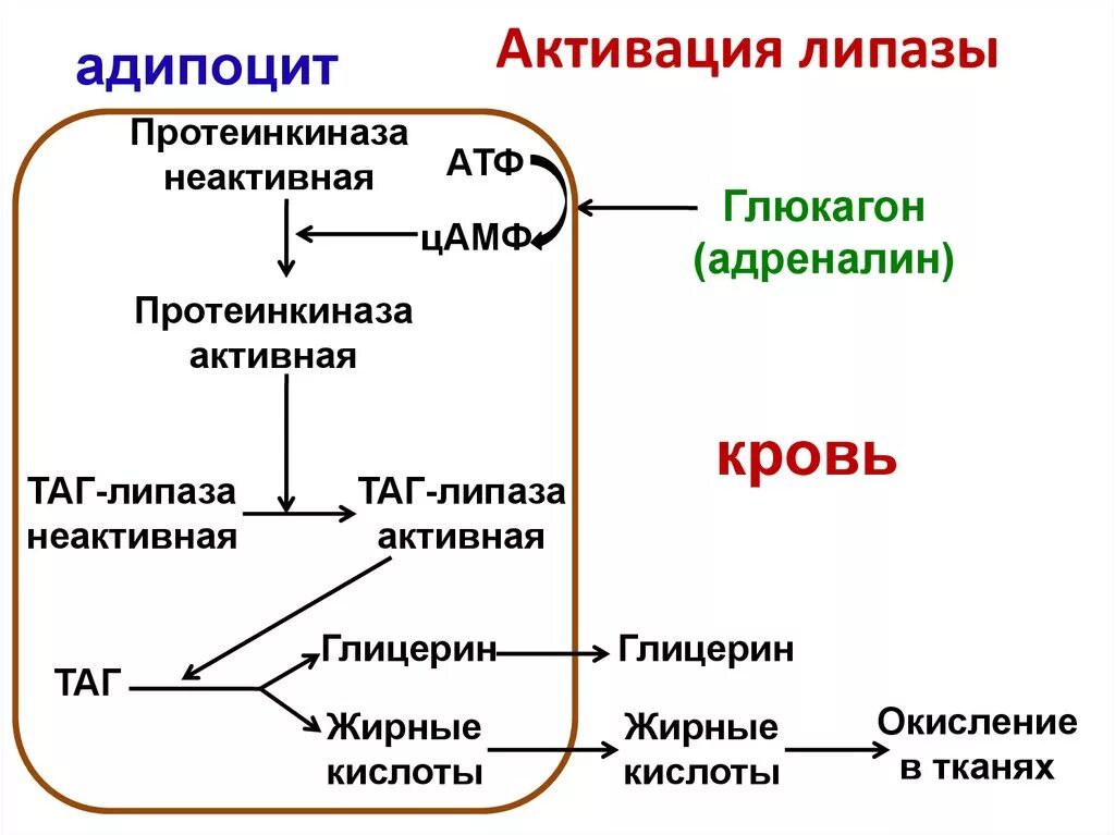 Процесс липолиза. Механизм активации таг липазы. Схема активации тканевой липазы. Схема липолиза биохимия. Каскадный механизм активирования липазы.