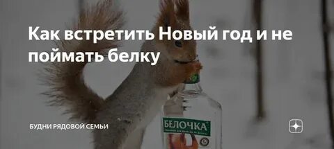 Белка словил