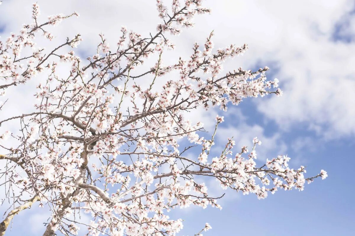 Красивое весеннее дерево. Уральская Сакура миндаль. Яблоня черри блоссом. Сакура дарахт. Gyeongju Cherry Blossom.