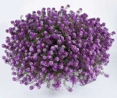 Клеа кристалл