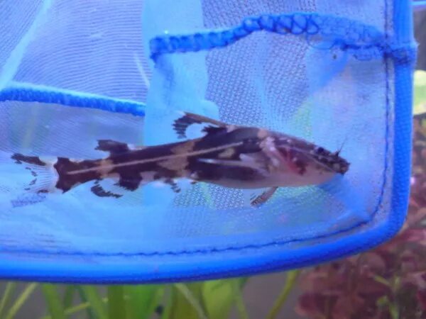 Сиамская касатка. Касатка Сиамская аквариумная рыбка. Сомик Касатка Сиамская. Сом Сиамская Касатка аквариумный. Сомик Касатка аквариумная рыбка.