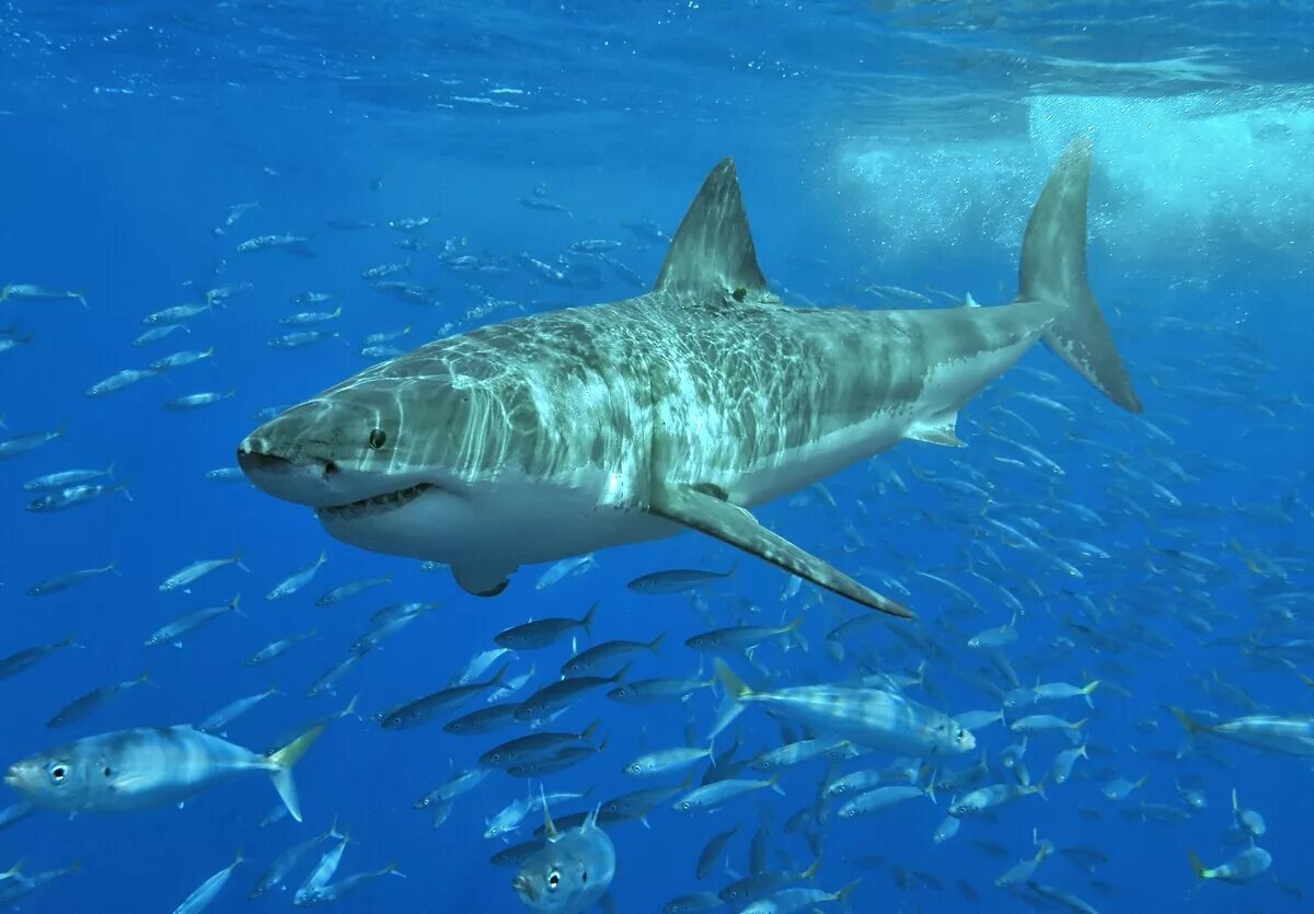 Кархарадон. Carcharodon carcharias. Большая белая акула (Carcharodon carcharias). Гренландская Полярная акула. Сельдевая акула.