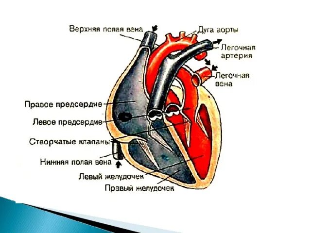 Четырёхкамерное сердце у млекопитающих. Структура сердца млекопитающих. Строение сердца млекопитающих. Строение четырёхкамерного сердца. Четырехкамерное сердце наличие диафрагмы