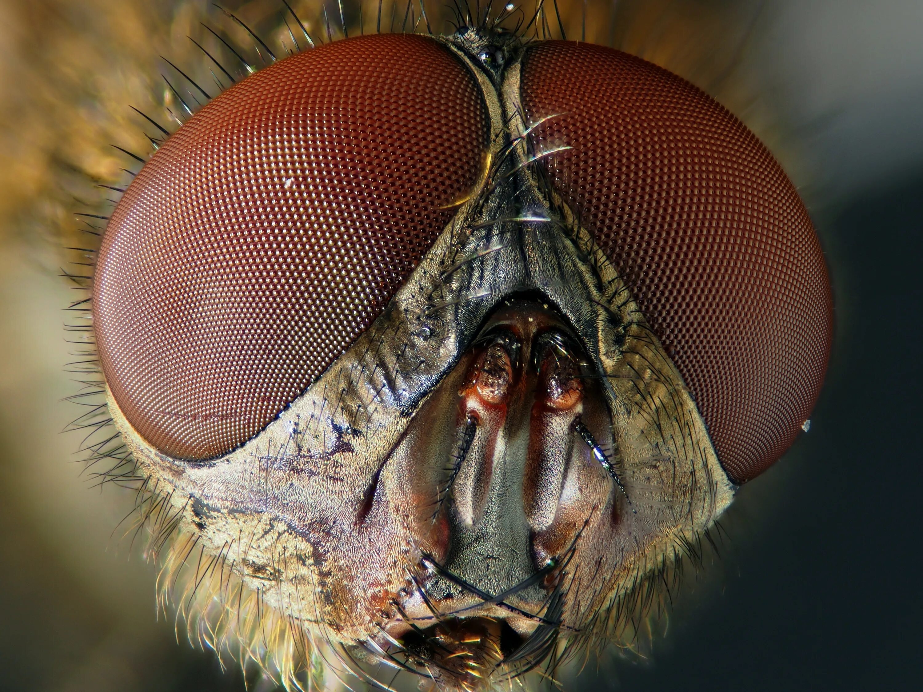 Мошка под микроскопом фото. Фасеточные глаза у Жуков. Строение фасеточного глаза насекомого. Фасеточный глаз под микроскопом. Глаза мухи под микроскопом.