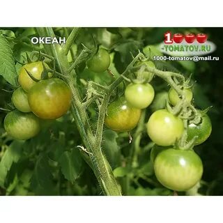 Томат океан
