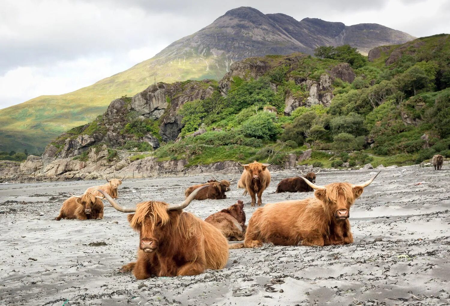 Scotland animal. Фауна Шотландии. Фауна Ирландии. Животный мир Ирландии. Дикая корова.