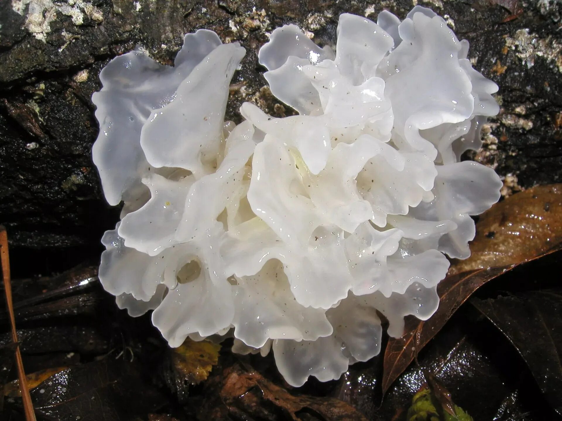 Морской гребешок водоросль. Tremella fuciformis грибы. Грибы ледяной гриб тремелла. Грибы морские гребешки. Корейские грибы гребешки.