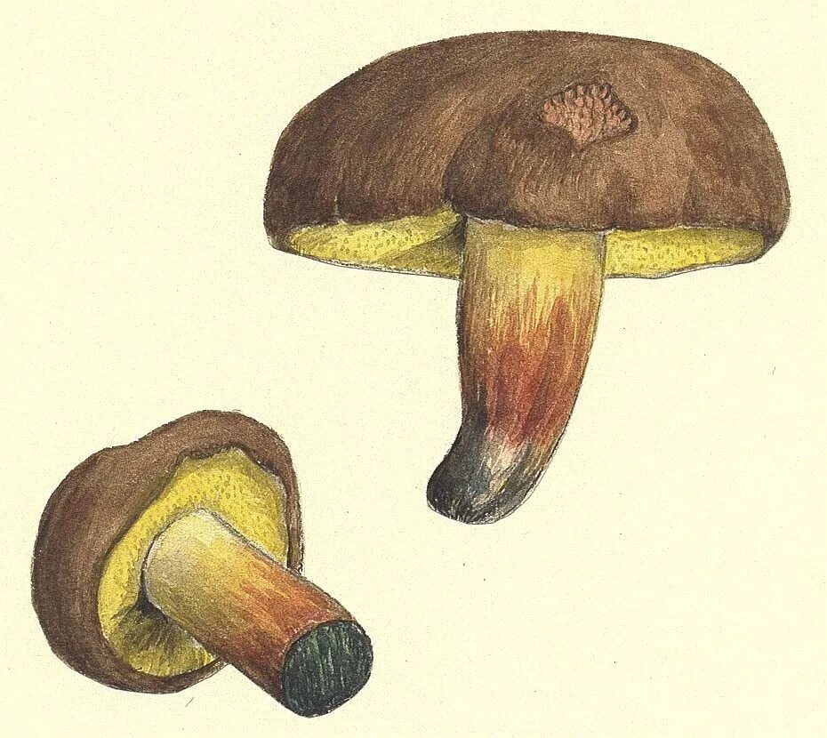 гриб масленок вектор. грибы маслята. масленок грибы для детей детского сада. гриб моховик рисунок. как нарисовать маслята.