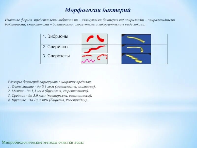 Бактерии изогнутой формы носят название. Морфология бактерий формы бактерий. Классификация и морфология микроорганизмов. Морфология извитых форм бактерий. Морфология бактерий таблица.