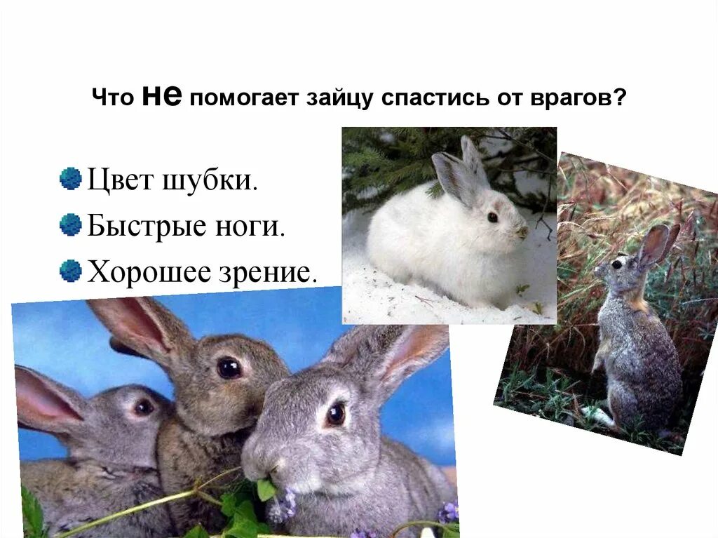 Что не помогает зайцу спасаться от врагов. Что помогает зайцу спасаться от врагов. заяц защищается от врагов. что не помогает зайцу спасаться от врагов хорошее. что спасает зайца от врагов.