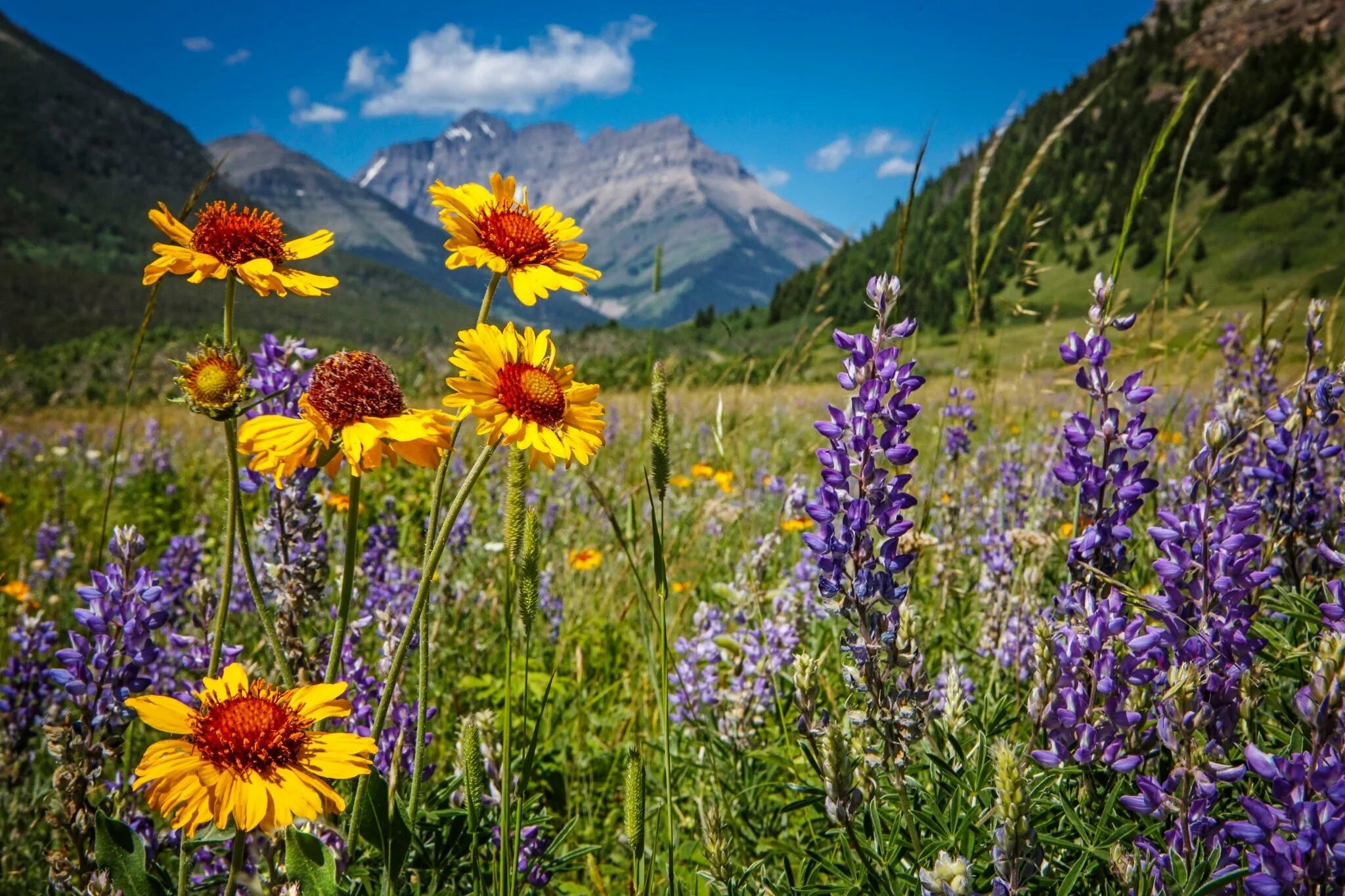 Под горой растут цветочки ноты. Высокогорные альпийские луга алтай. Алтай цветы гора белуха. Трава-скальник. Новая зеландия люпины.