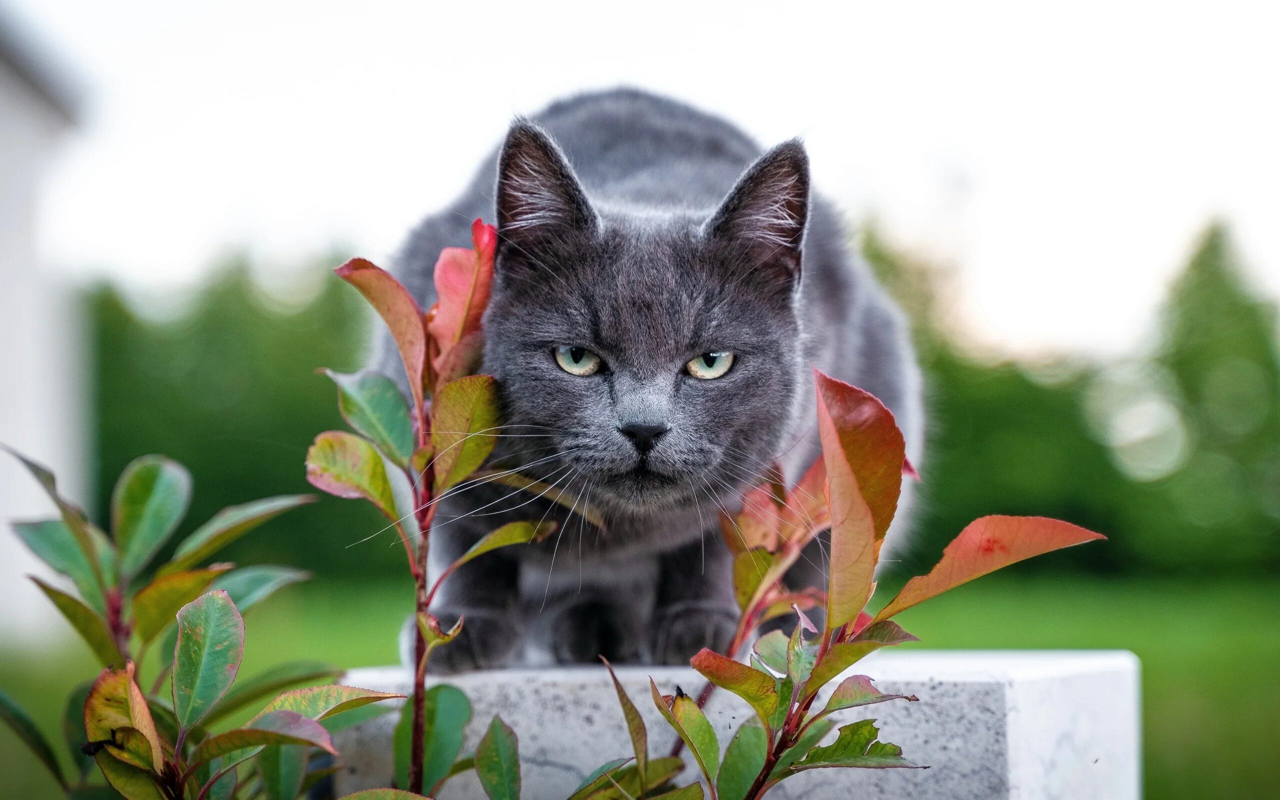Кот листик. Коты 600x240. кот на фоне листьев. кот с листом на голове. фон с котиками.