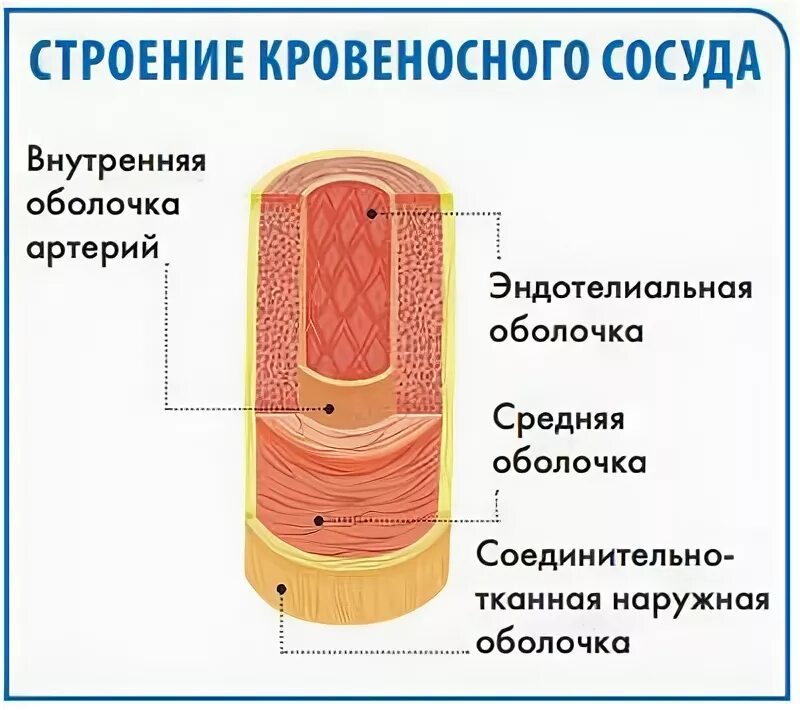 Внутренняя оболочка сосудистая. Строение внутренней оболочки сосудов. Внутренняя оболочка артерии. Оболочки стенки артерий. Оболочки стенки сосуда.