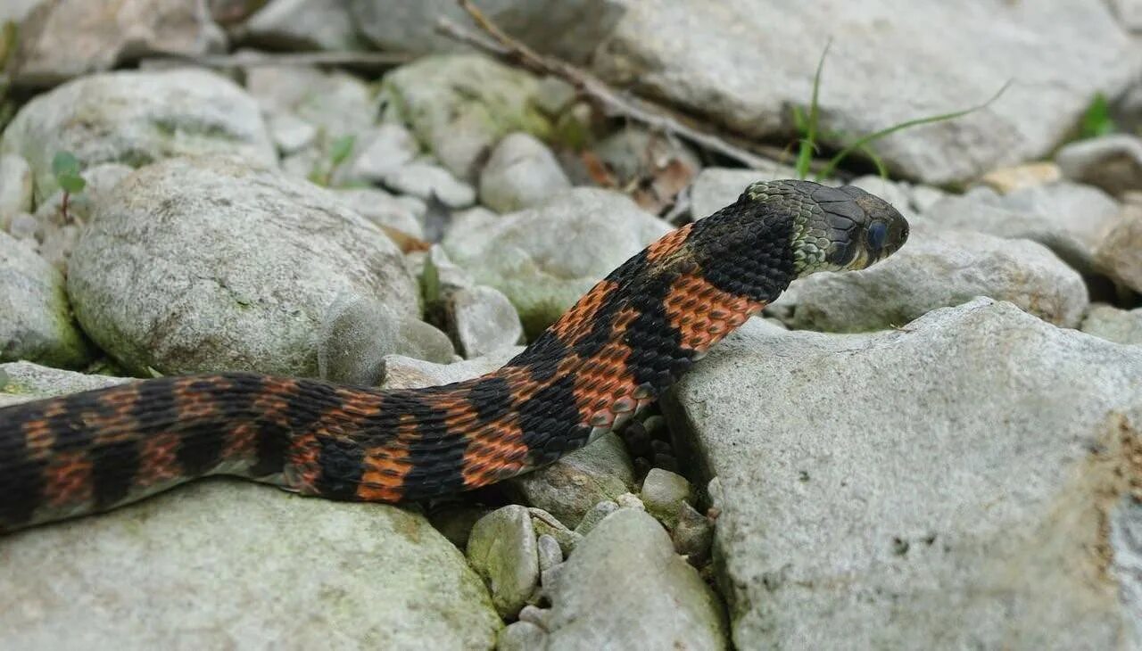 Тигровая змея (notechis scutatus). Тигровый уж приморский край. Тигровый уж rhabdophis tigrinus. Тигров уж. Тигровый уж приморский край.