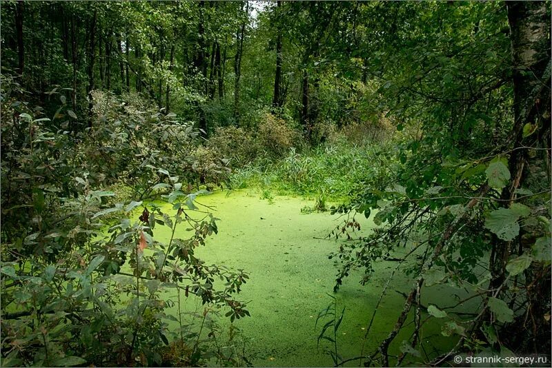 первая болотная