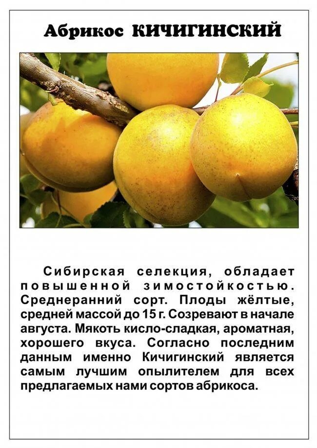 Какой сорт абрикоса. Сорт абрикоса кичигинский. абрикос кичигинский описание сорта. абрикос кичигинский дерево. абрикос краснощекий шалах.