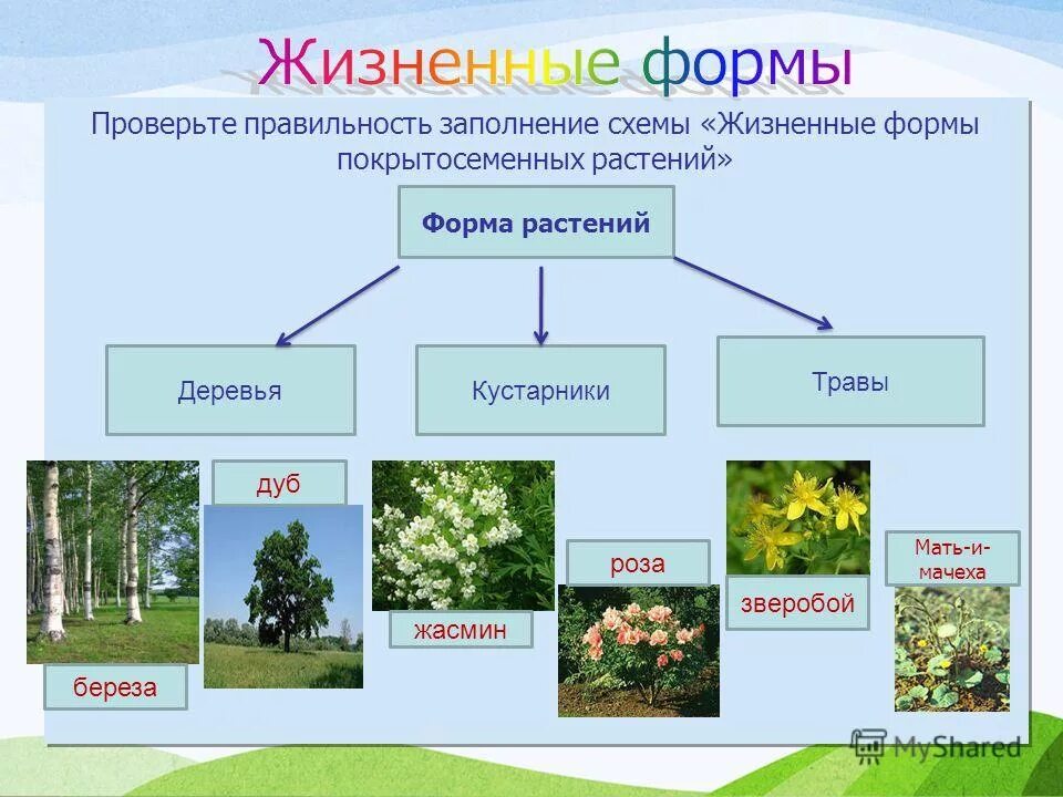 Покрытосеменные перечислить. Жизненные формы покрытосеменных растений. Схема жизненные формы покрытосеменных растений. Жизненные формы покрытосеменных растений формы растений. Жизненные формы покрытосеменных у травянистых растений.