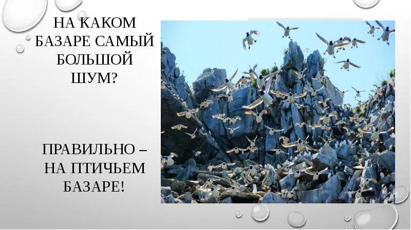Птичьем рынке какое число