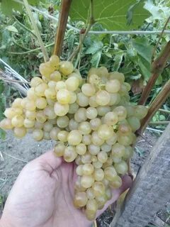 Кишмиш изумруд