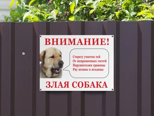 Внимание собака. На участке собака табличка. Картинка для привлечения внимания собака. Знак внимание собачка. Можно на избирательный участок с собакой