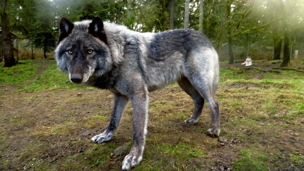 Русский вольф. Волкособ гибрид волка. Волкособ канадский волк. Волко-собачьи гибриды волкособ. Канадский волкособ серый.