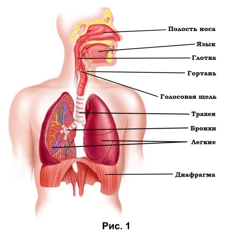 Дыхательный аппарат анатомия. Дыхание голосового аппарата. Голосовой аппарат. Дыхательный аппарат голосовой аппарат.