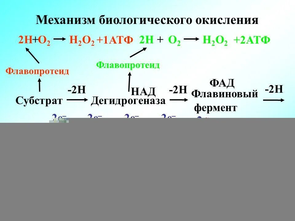 Процесс биологического окисления. Биологическое окисление.