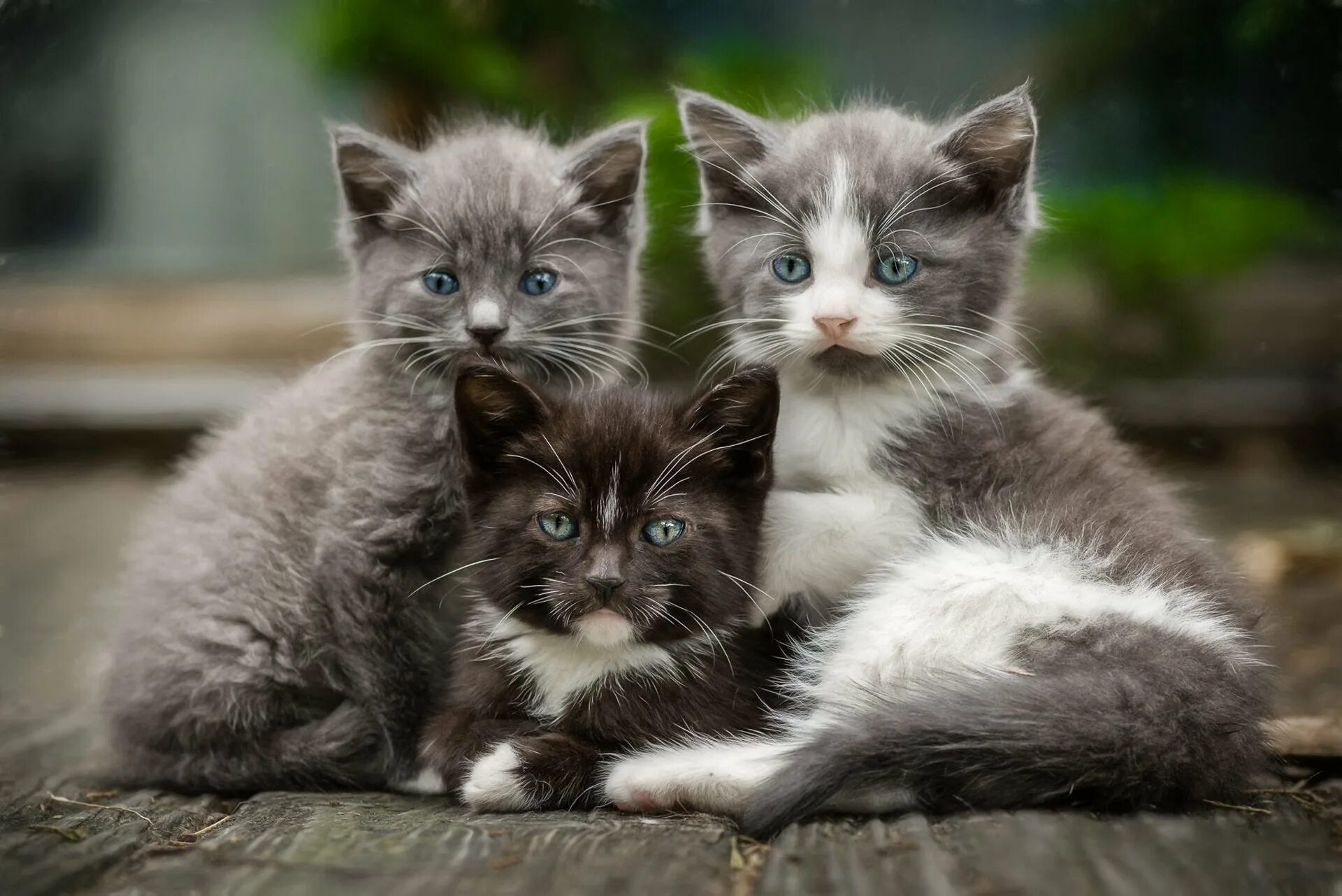 Три котенка. Три кошки. Красивые котята. Милые котята.