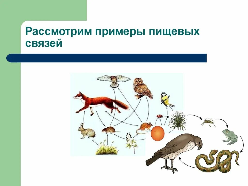 Тест пищевые связи 5 класс. Пищевые связи примеры. Пищевые связи биология 5. Прямые пищевые связи примеры. Сложные пищевые связи примеры.