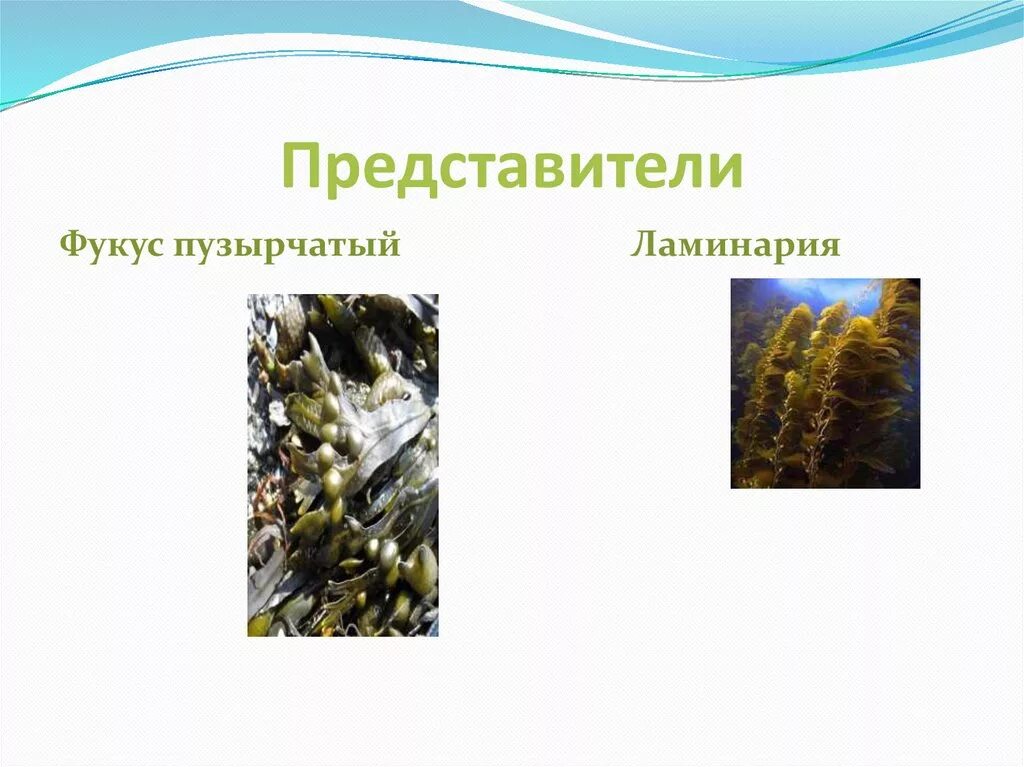 Каково значение бурых водорослей в жизни. Класс бурые водоросли ламинария. Бурые водоросли представители ламинария. Представители водорослей фукус. Бурые водоросли ламинария фукус слайд.