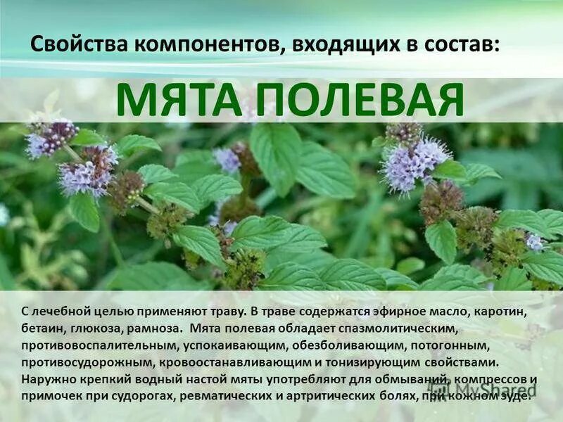 Мята описание фото - DelaDom.ru