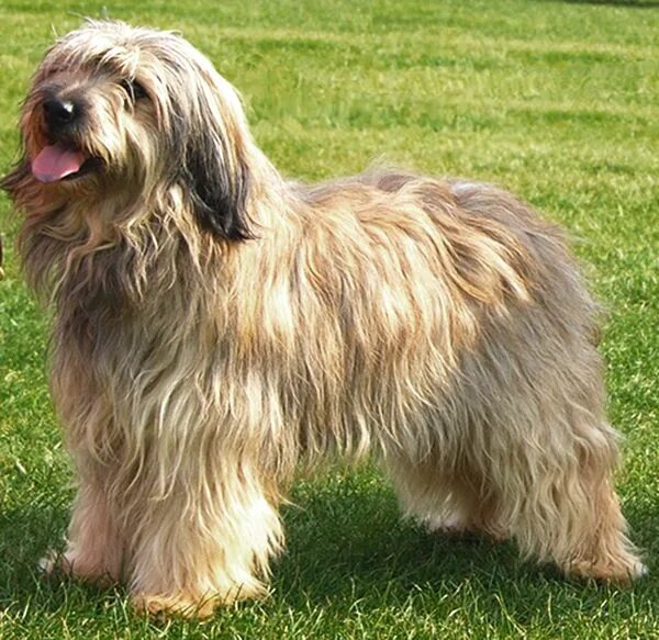 Каталонская овчарка фото цена Pin on dog and spain