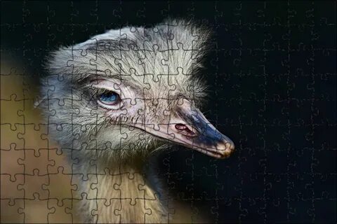 Сородич